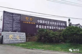 丹徒找準 發(fā)力點 做強茶產(chǎn)業(yè)