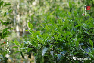 福元昌2018年易武純料熟茶今日上市